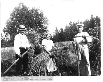 Evald och Ottilia skörd